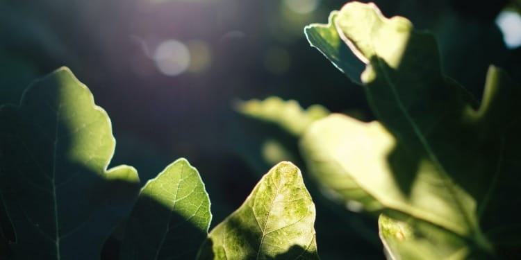 We Need Hope to Tackle Climate Change