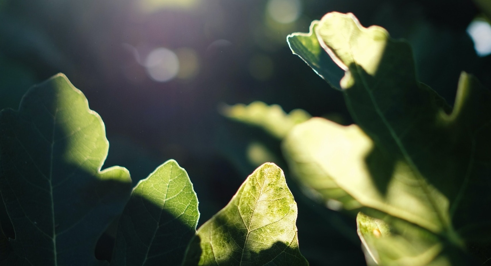 We Need Hope to Tackle Climate Change