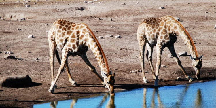 Reproductive Health: Learning From the Animal Queendom