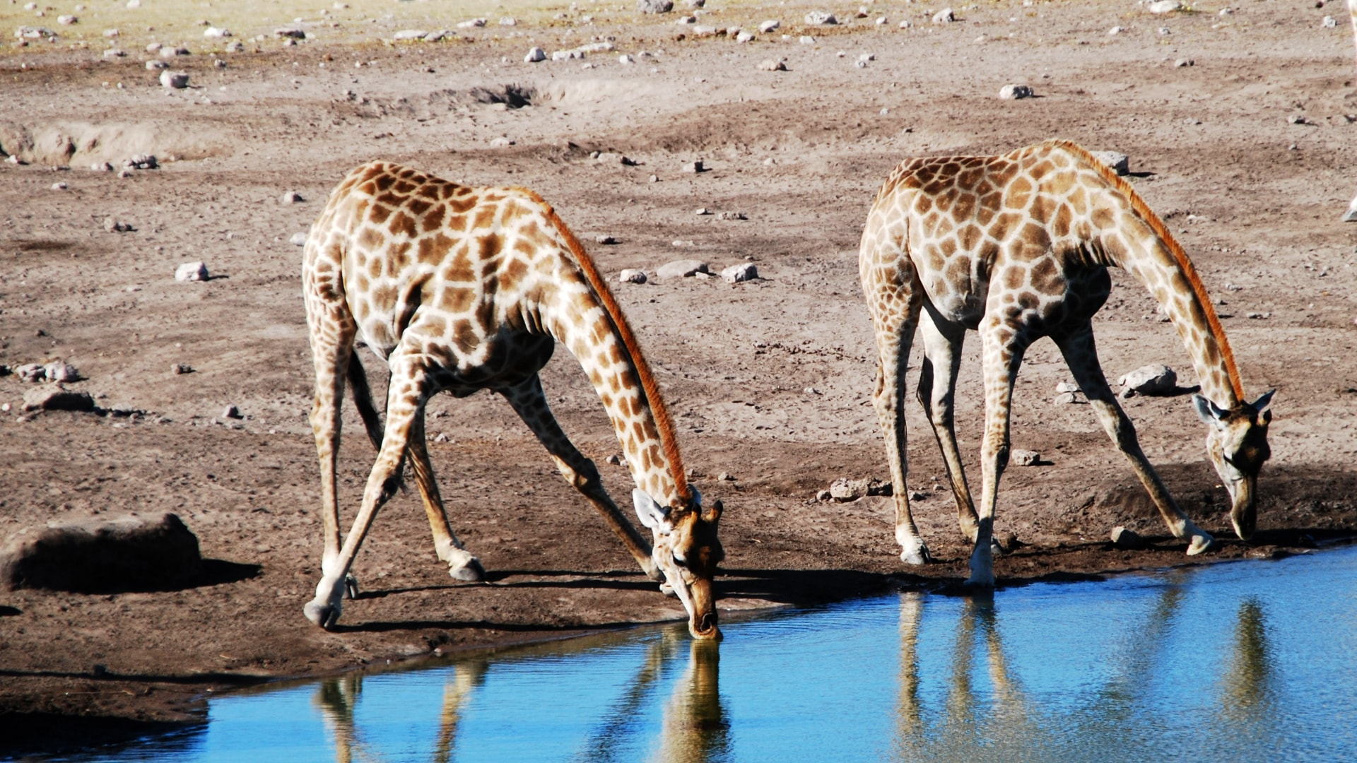 Reproductive Health: Learning From the Animal Queendom