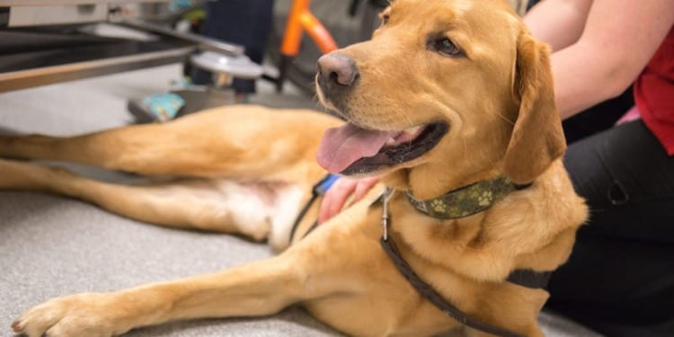 Human Aging: What We Can Learn From Animals 