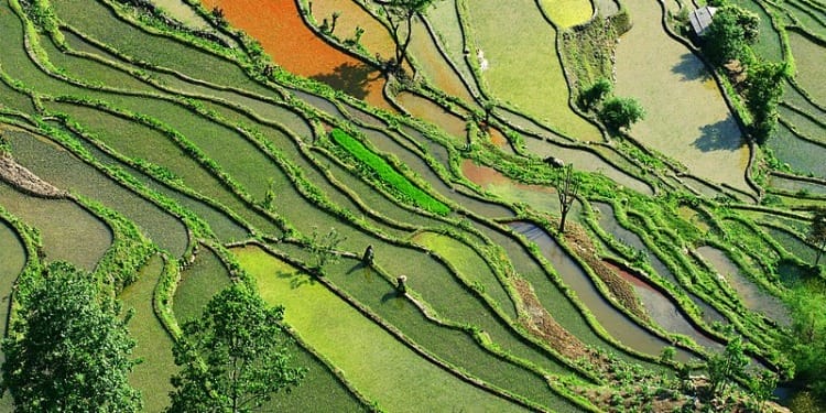 genetically modified crops china