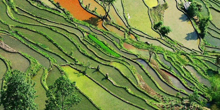 genetically modified crops china