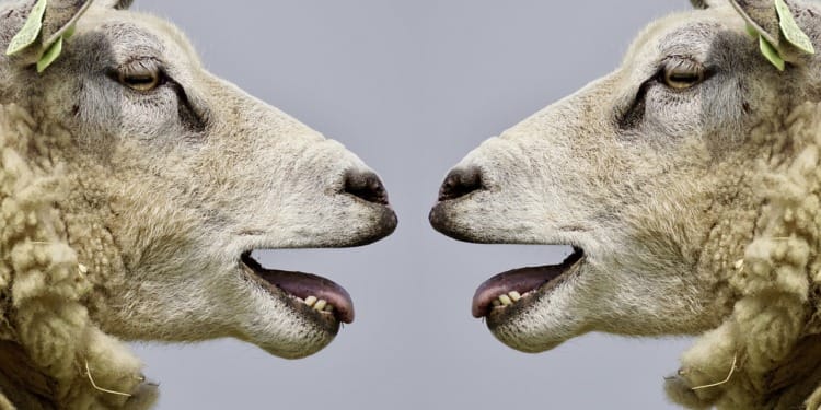 Can Artificial Intelligence Help Us Speak to Animals?