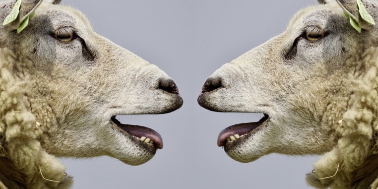 Can Artificial Intelligence Help Us Speak to Animals?