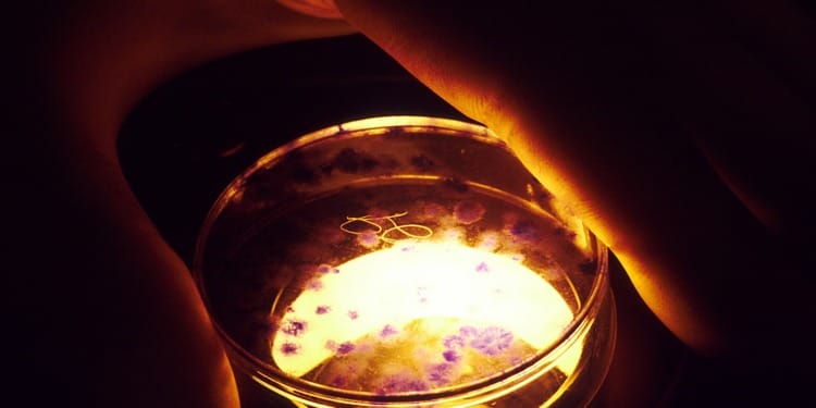 Scientists Create Synthetic Human Embryos