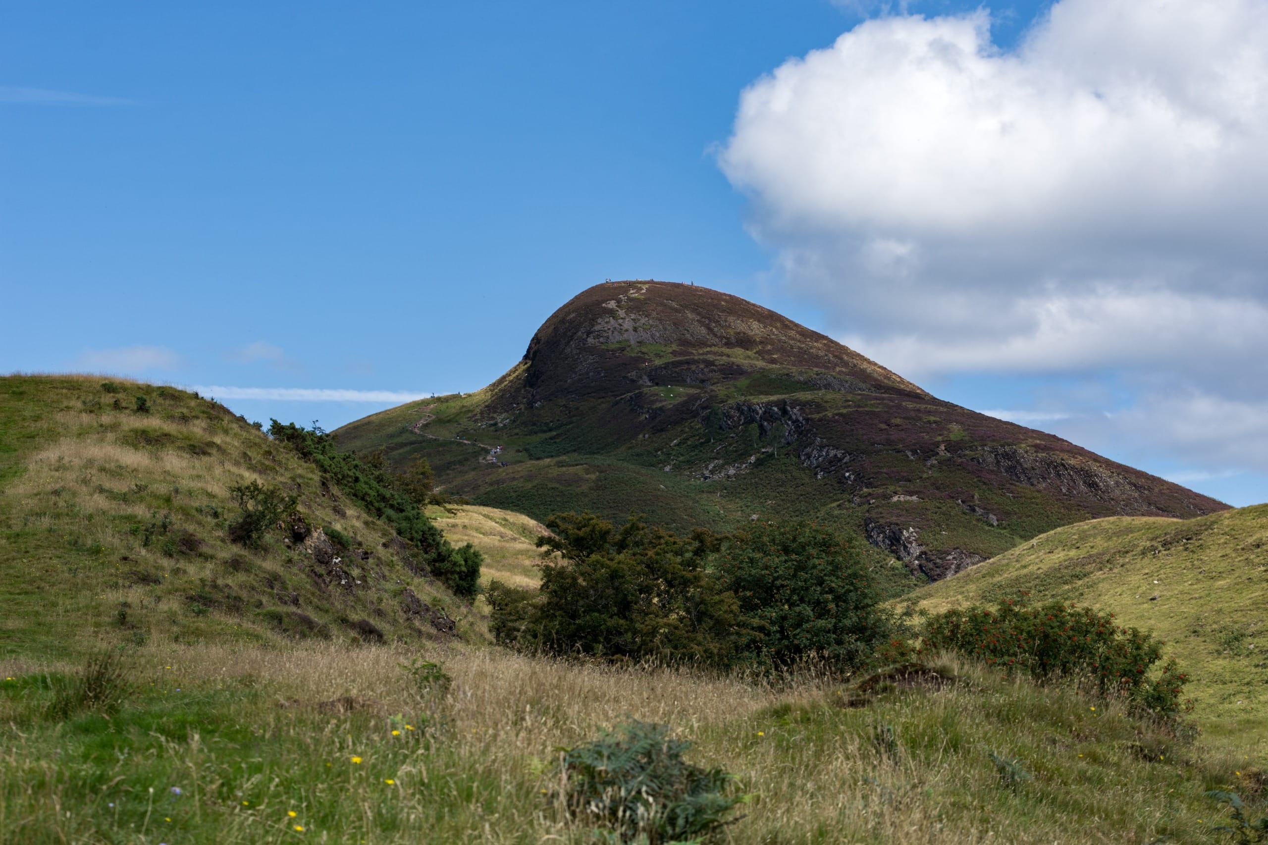 Potential Woodland Restoration in Scotland: Trees Found at Record-Breaking Heights