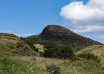 Potential Woodland Restoration in Scotland: Trees Found at Record-Breaking Heights