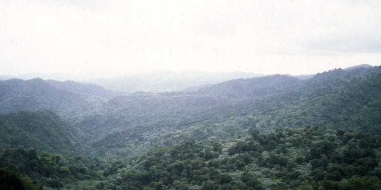 Biodiversity Loss: Should The Loss and Damage Fund Address It?