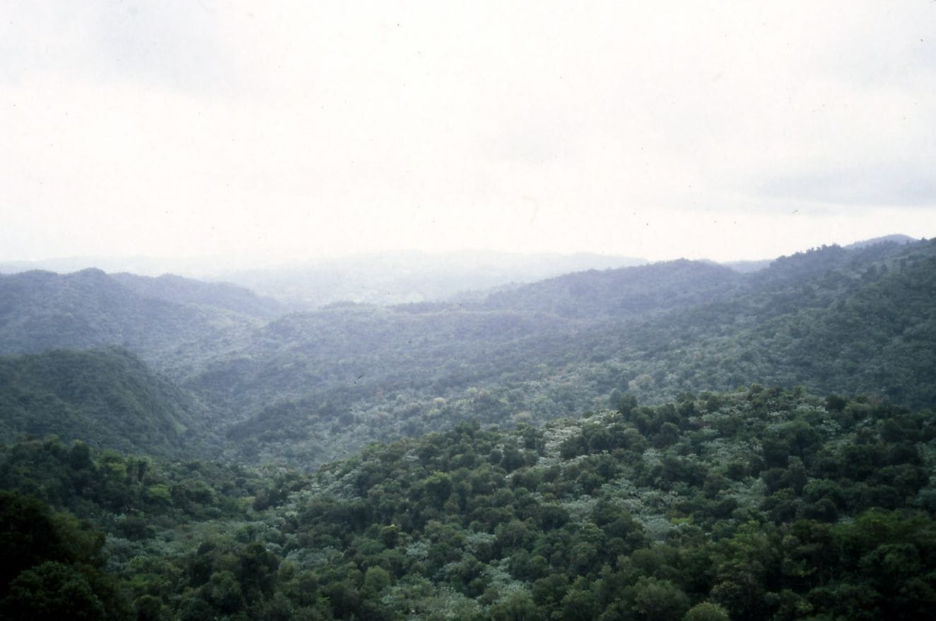 Biodiversity Loss: Should The Loss and Damage Fund Address It?