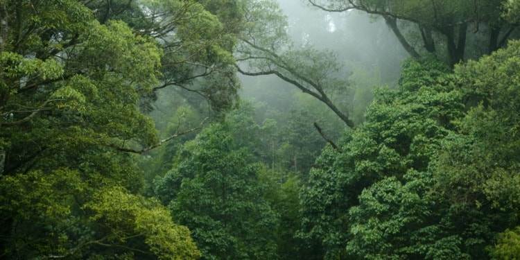 World Rainforest Day: Celebrating the Most Important Ecosystem of our Planet