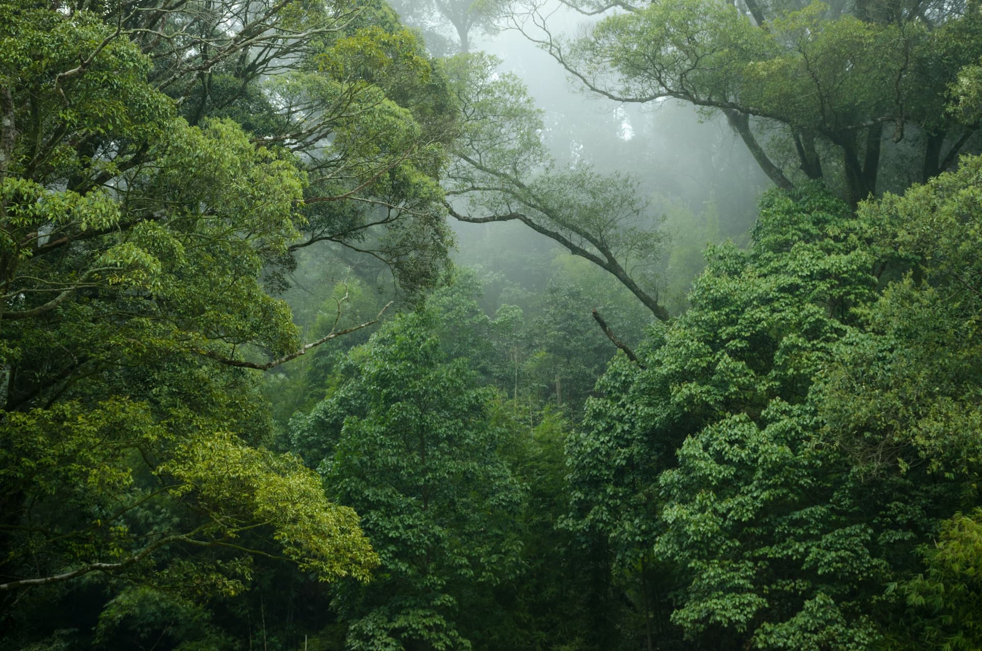 World Rainforest Day: Celebrating the Most Important Ecosystem of our Planet