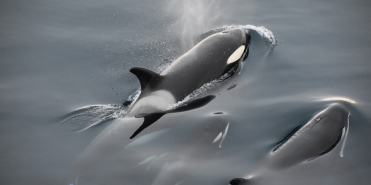 Are the Orca Boat ‘Attacks’ Purposeful or Just Playful?