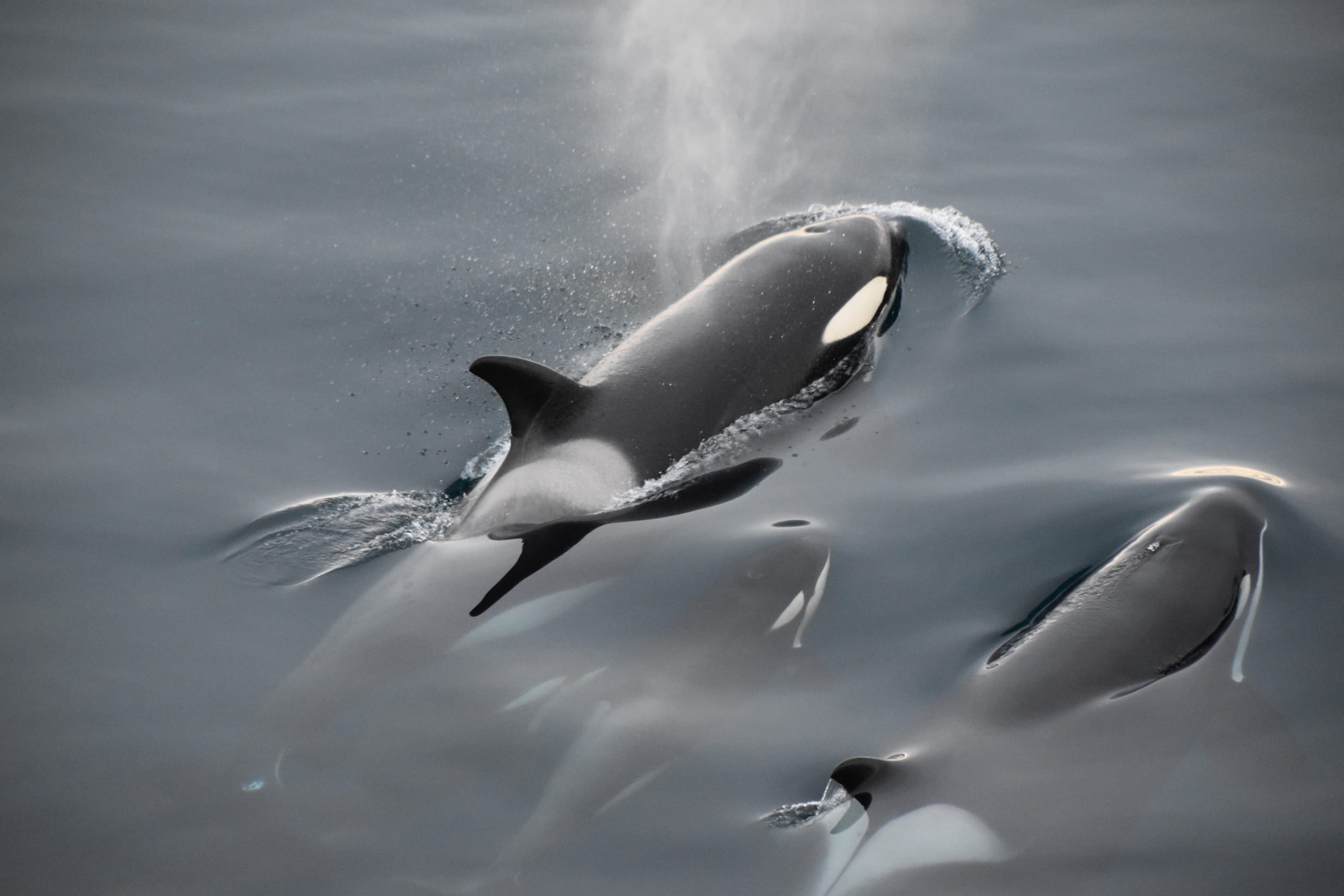 Are the Orca Boat ‘Attacks’ Purposeful or Just Playful?