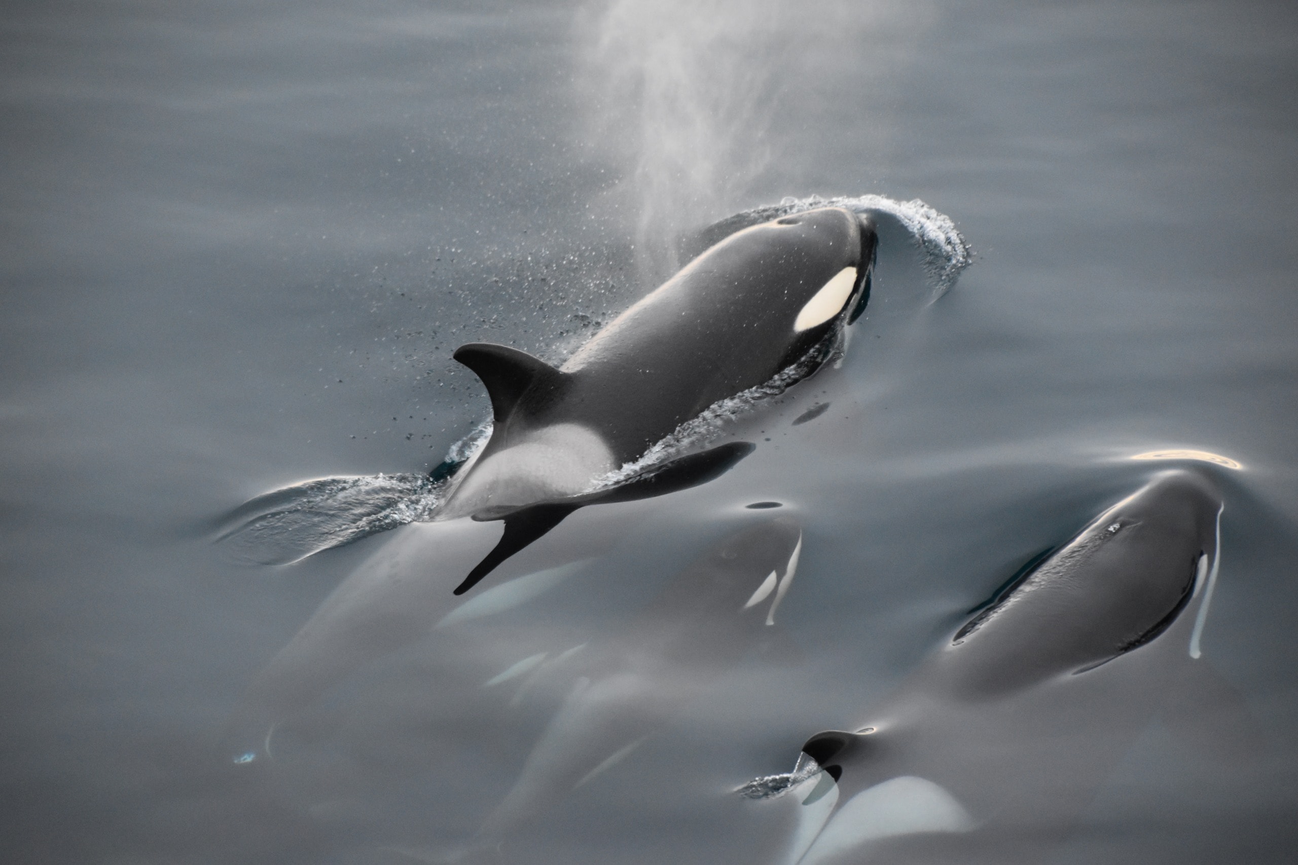 Are the Orca Boat ‘Attacks’ Purposeful or Just Playful?