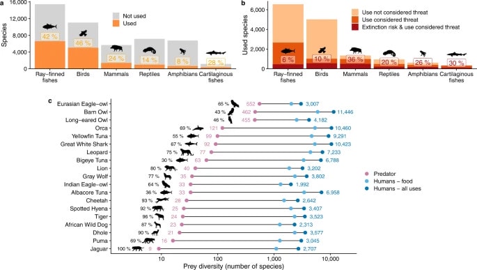 predatory niches of other predators