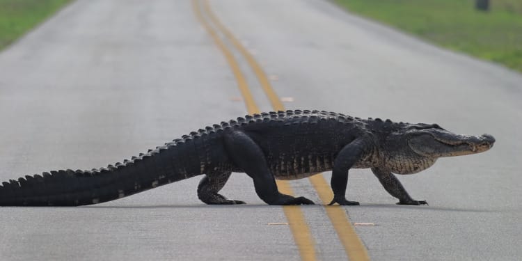 Why Are Alligators Attacking People?