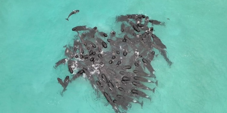 Whales Stranded in Australia