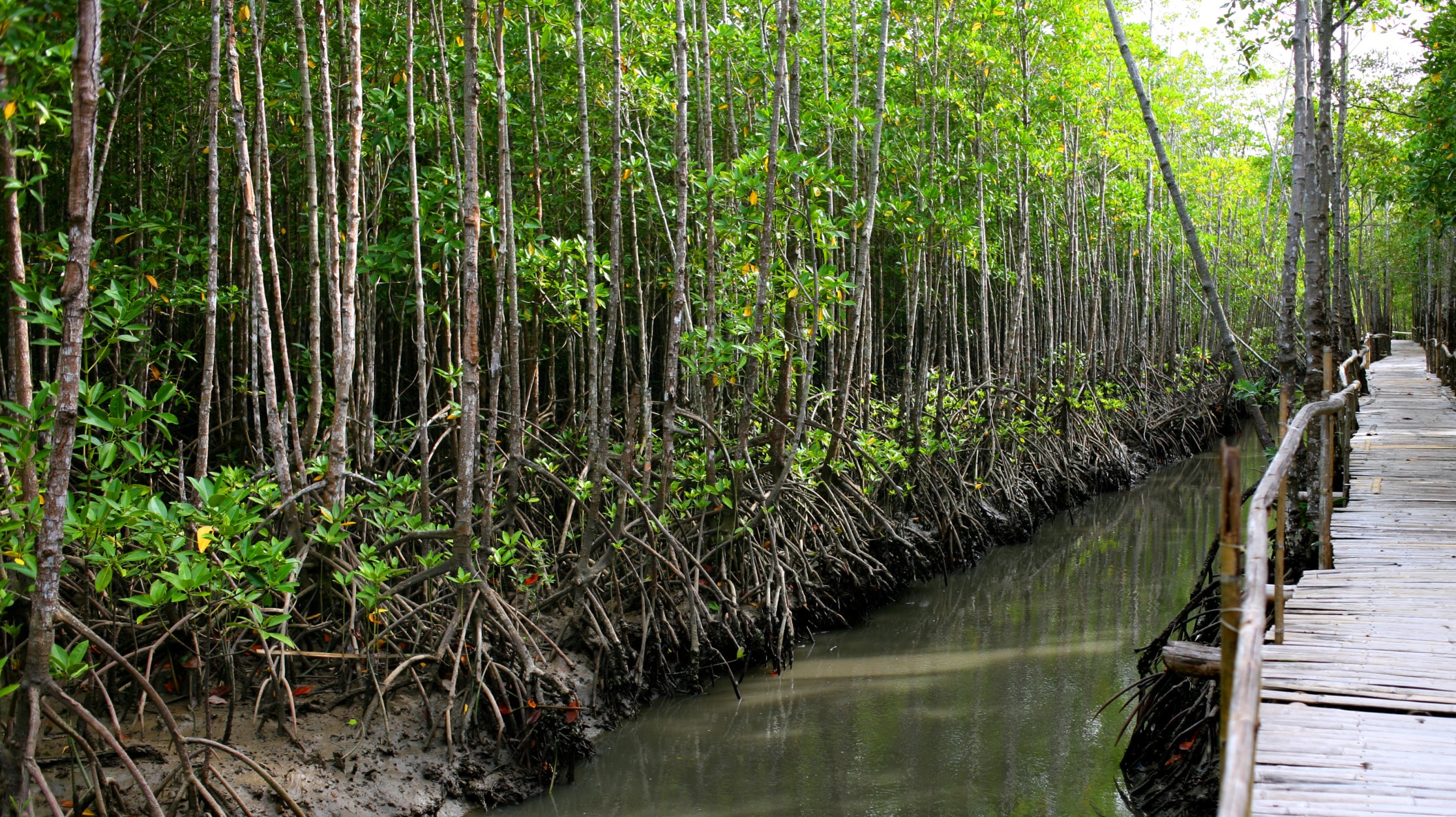 mangroves