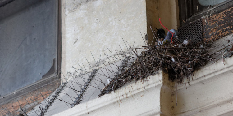 anti-bird spikes nests
