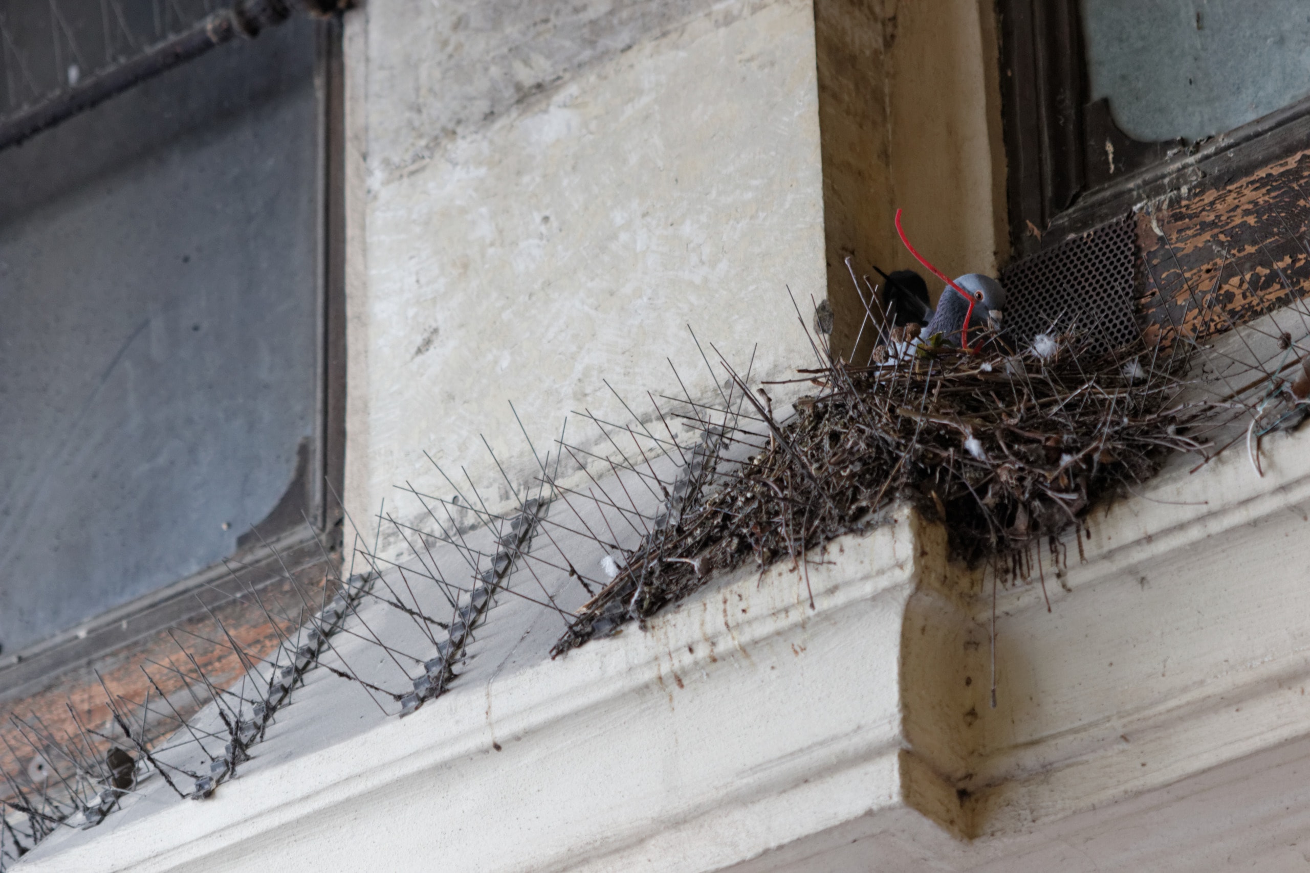 anti-bird spikes nests