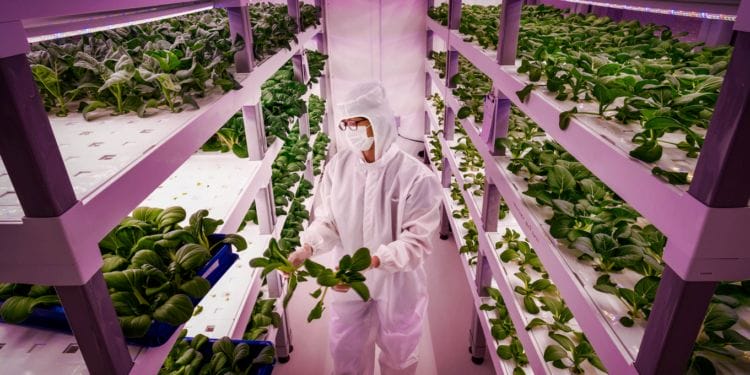 Is Vertical Farming the Solution to World Hunger?