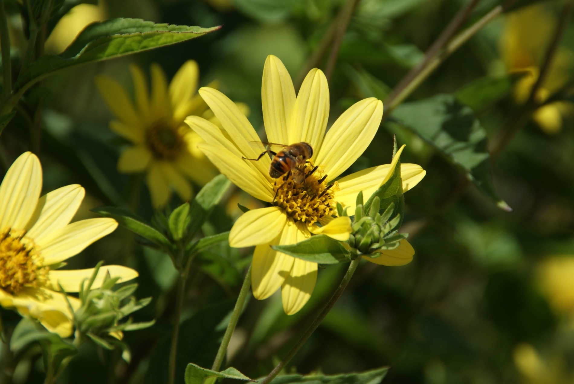 A vibrant European bee collecting pollen from a flower.