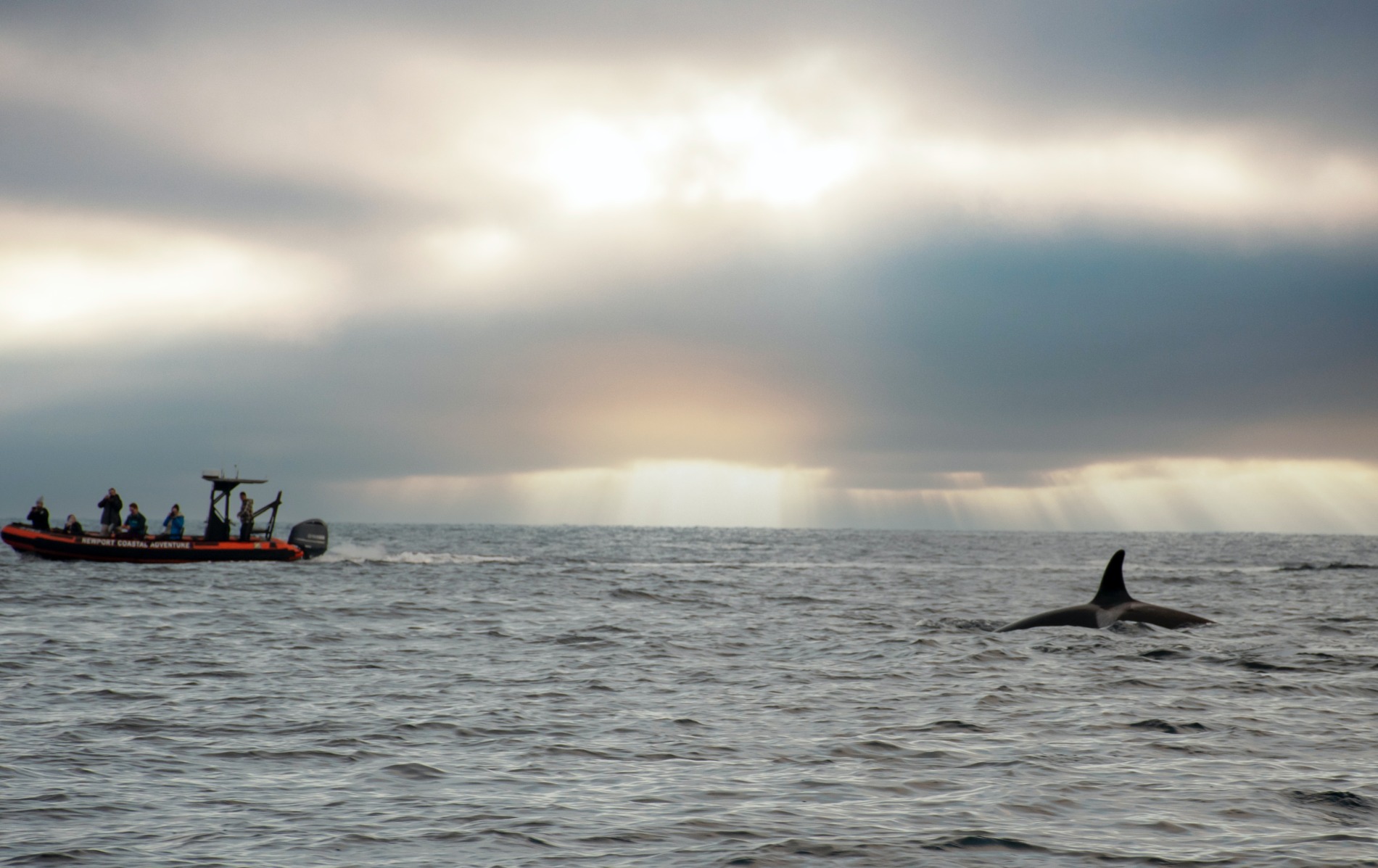 Whales and human activities