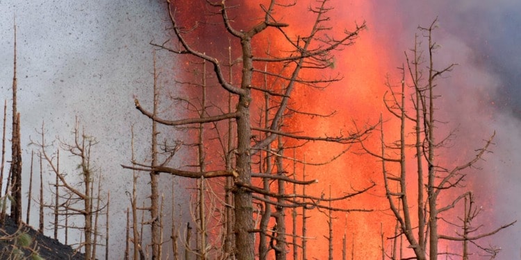 Favorable Weather Conditions Aid in Controlling La Palma Wildfire, Spanish Authorities Say