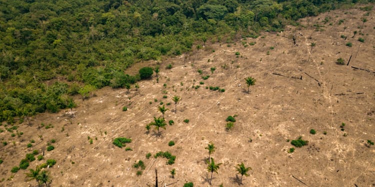 Amazon deforestation