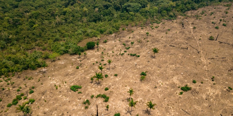 Amazon deforestation