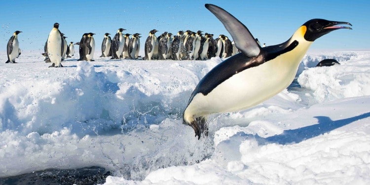 Deaths of Emperor Penguins in Antarctica: How Climate Change Made Them Possible