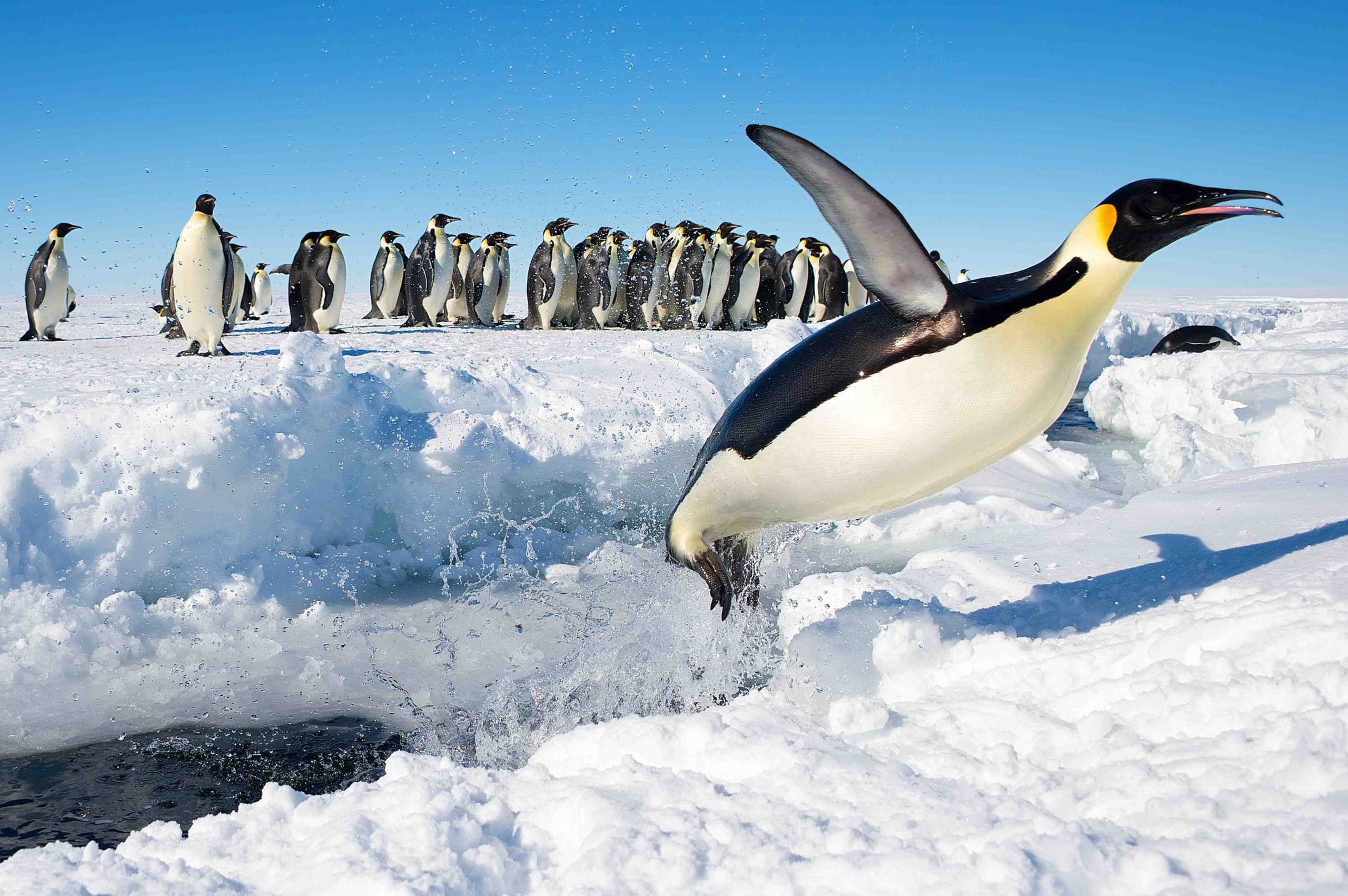 Deaths of Emperor Penguins in Antarctica: How Climate Change Made Them Possible