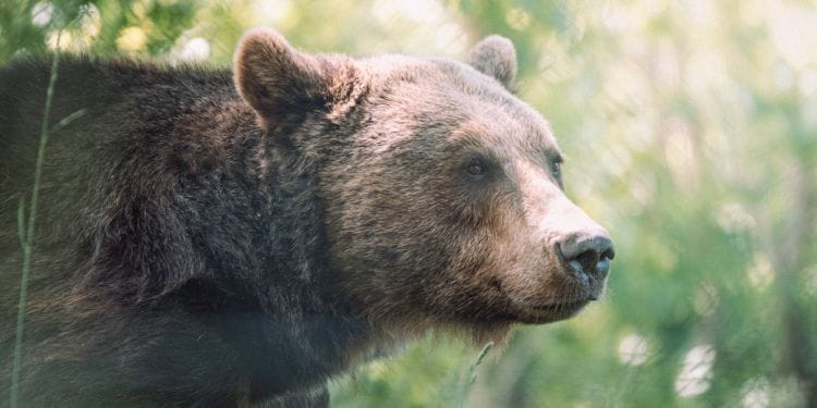 Endangered Species Act: 50 Years of Saving Others, Now Needs Saving Itself