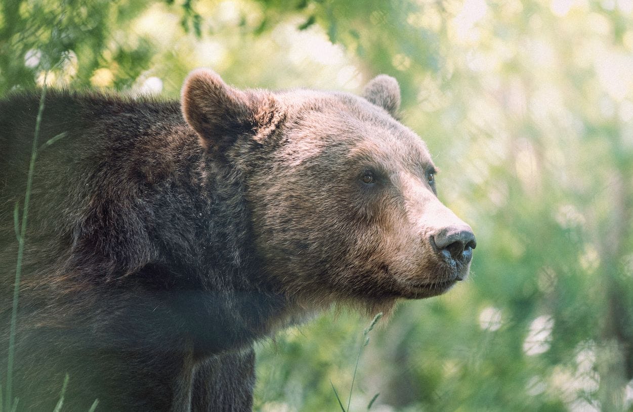 Endangered Species Act: 50 Years of Saving Others, Now Needs Saving Itself