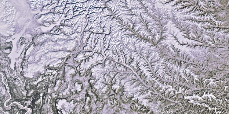 46,000-Year-Old Worm Revived: What Can We Learn From This?