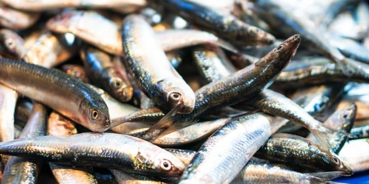 Fukushima wastewater seafood trade