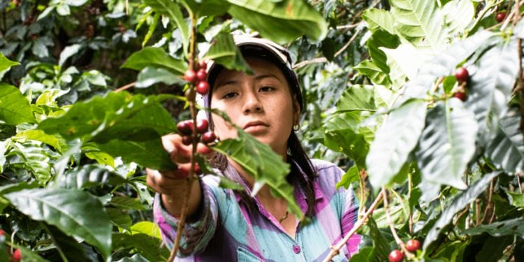 Brewing Sustainability: Imagining a Circular Coffee Supply Chain