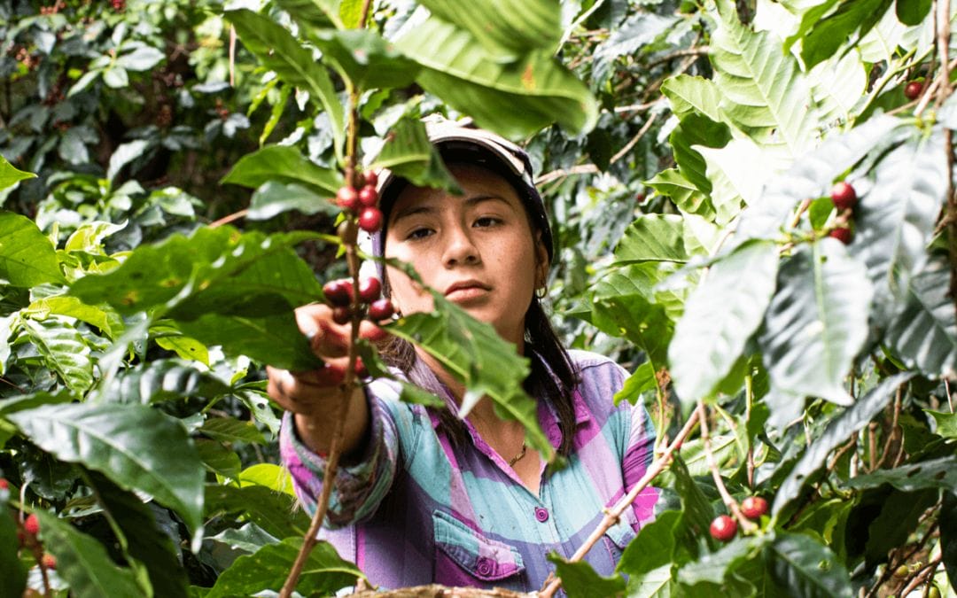 Brewing Sustainability: Imagining a Circular Coffee Supply Chain - Impakter