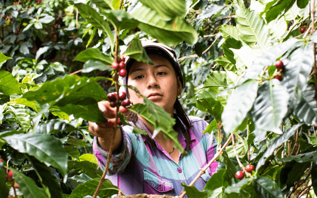 Brewing Sustainability: Imagining a Circular Coffee Supply Chain