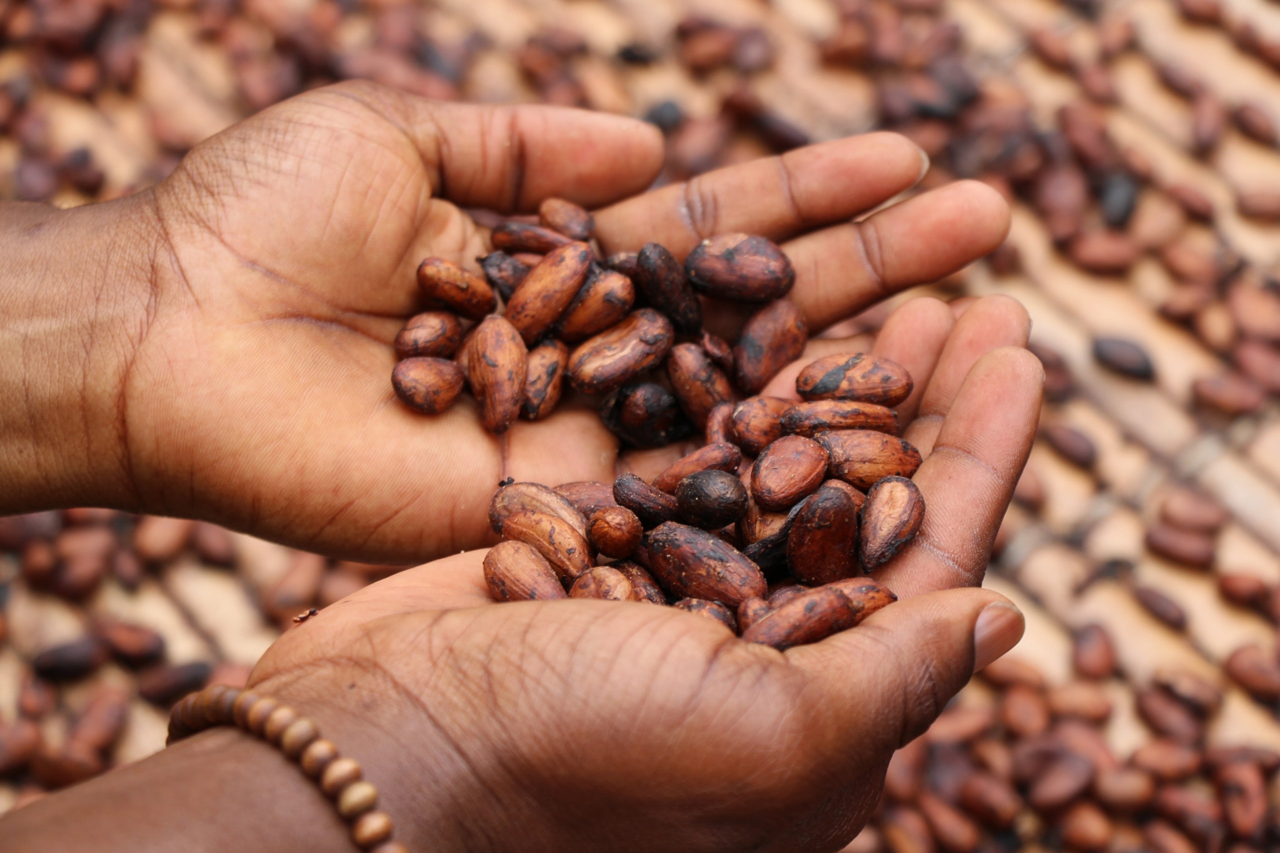 Cocoa Supply Chain