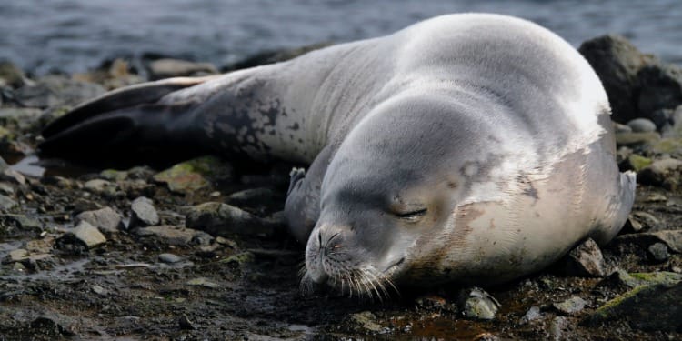 animals climate change