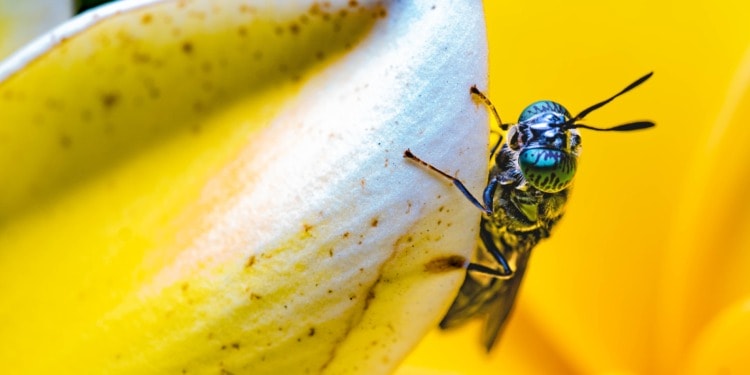 Could Waste Bugs Be Used to Make Biodegradable Plastics?