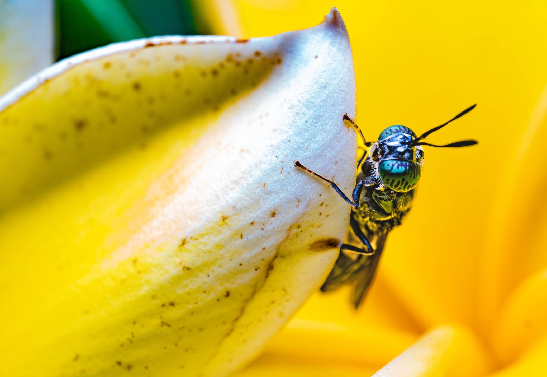 Could Waste Bugs Be Used to Make Biodegradable Plastics?