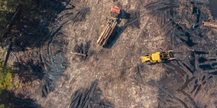 Deforestation of the Amazon rainforest in Brazil