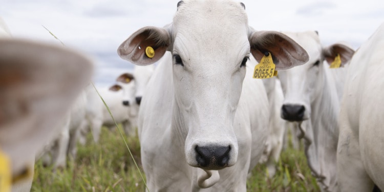 sustainable livestock