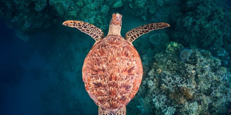 High Seas Treaty: The Missing Key to Achieving SDG14