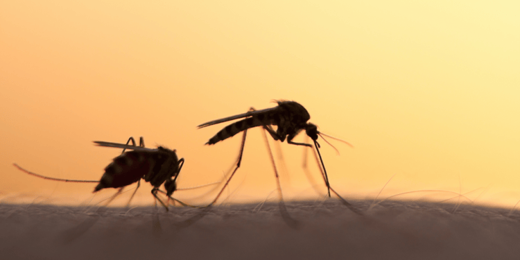 How Climate Change Increases the Risk of Mosquito-Borne Diseases