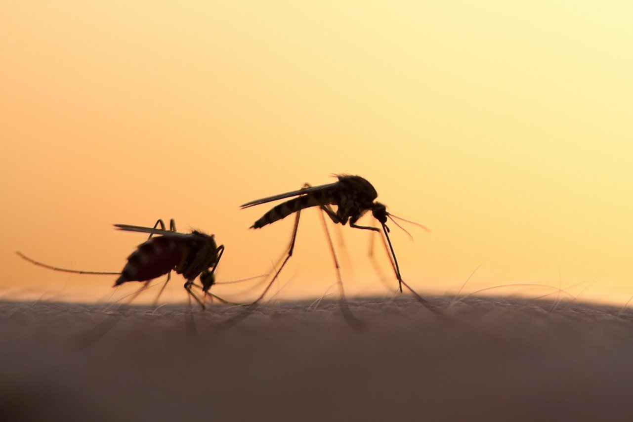 How Climate Change Increases the Risk of Mosquito-Borne Diseases