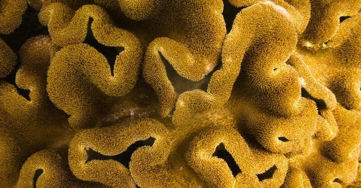 coral